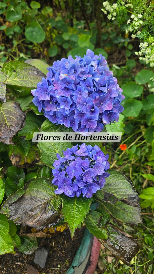 Collares con Hortensias