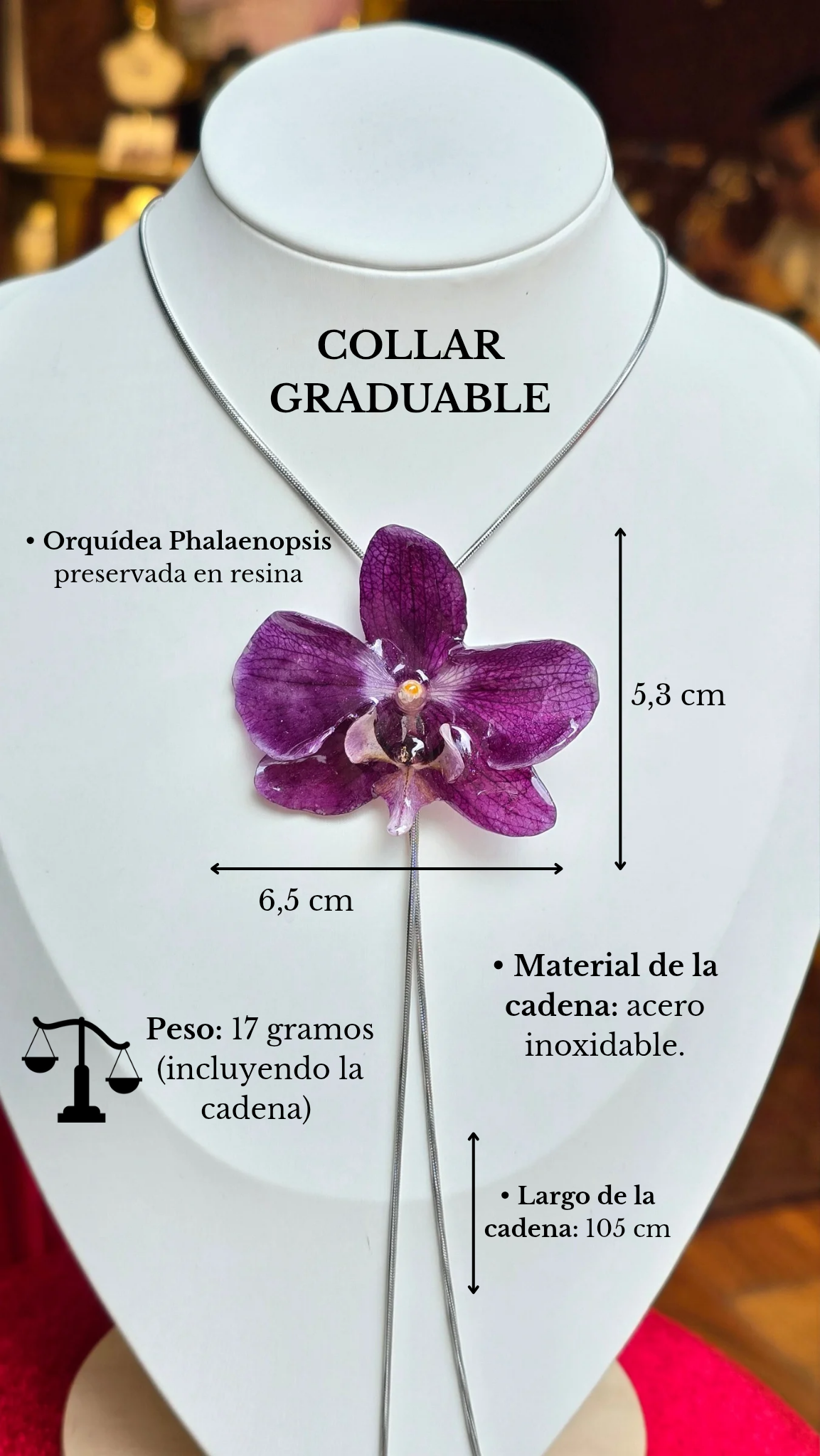Orquídea Phalaenopsis G1
