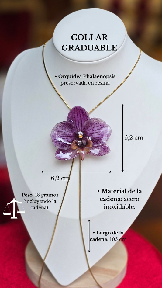 Orquídea Phalaenopsis G3