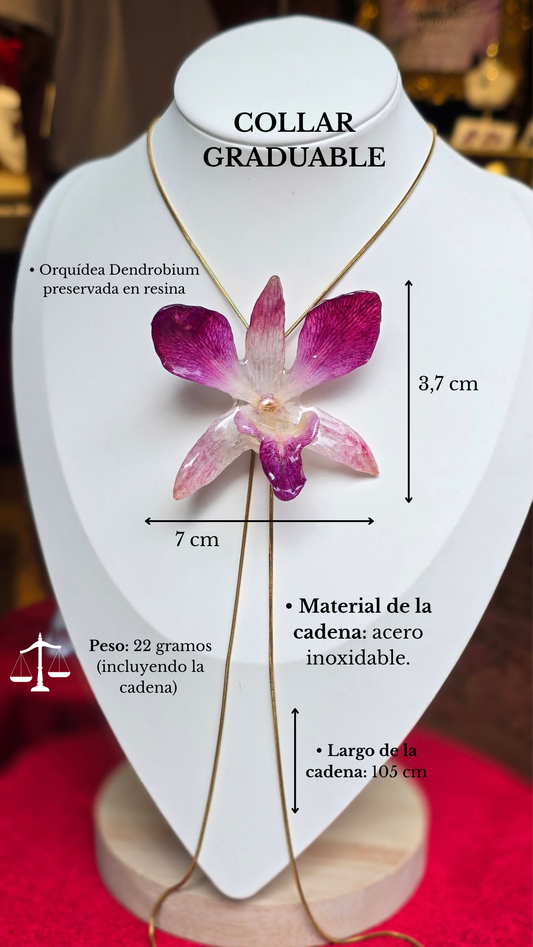 Orquídea Dendrobrium G5