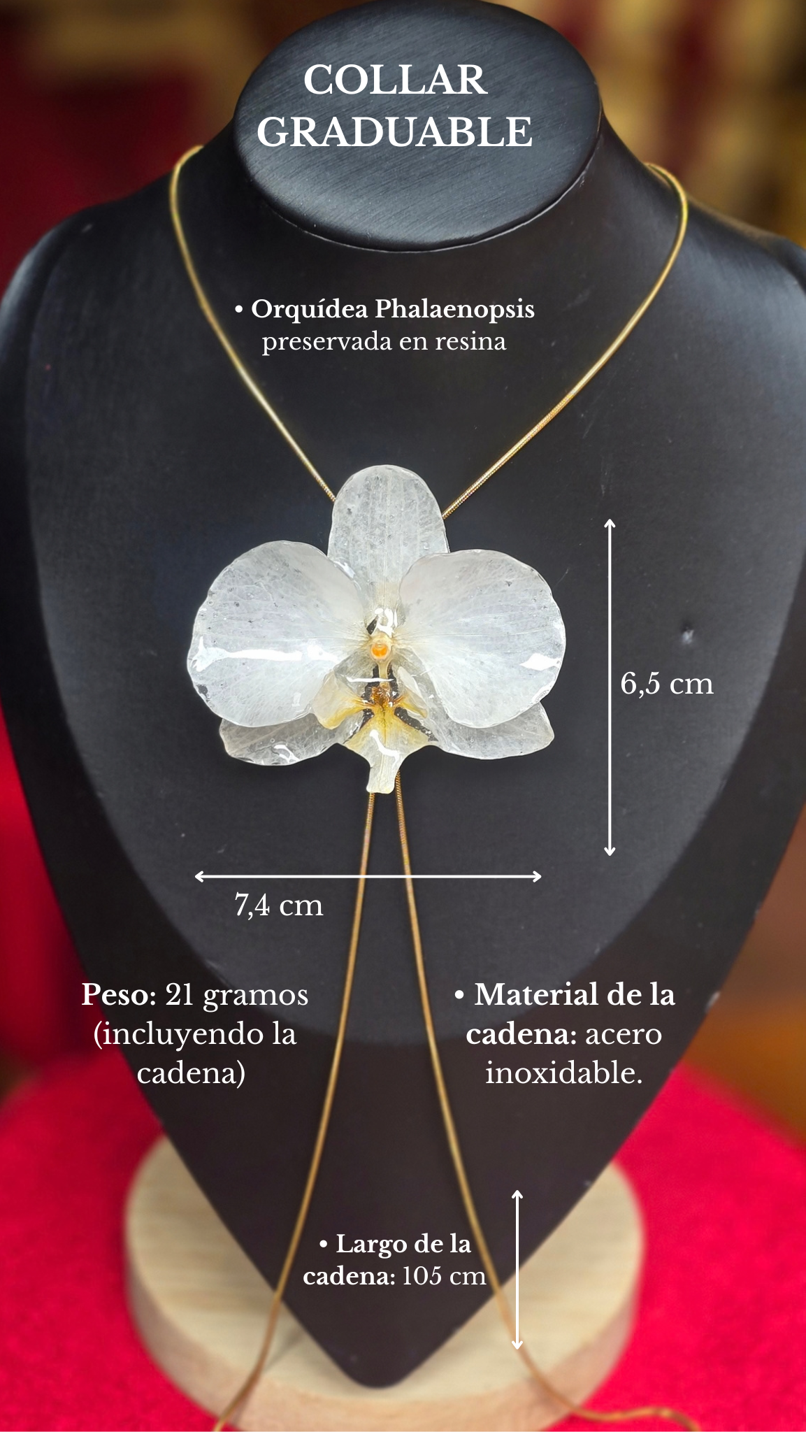Orquídea Phalaenopsis G6