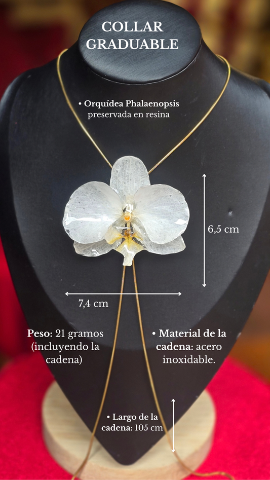 Orquídea Phalaenopsis G6