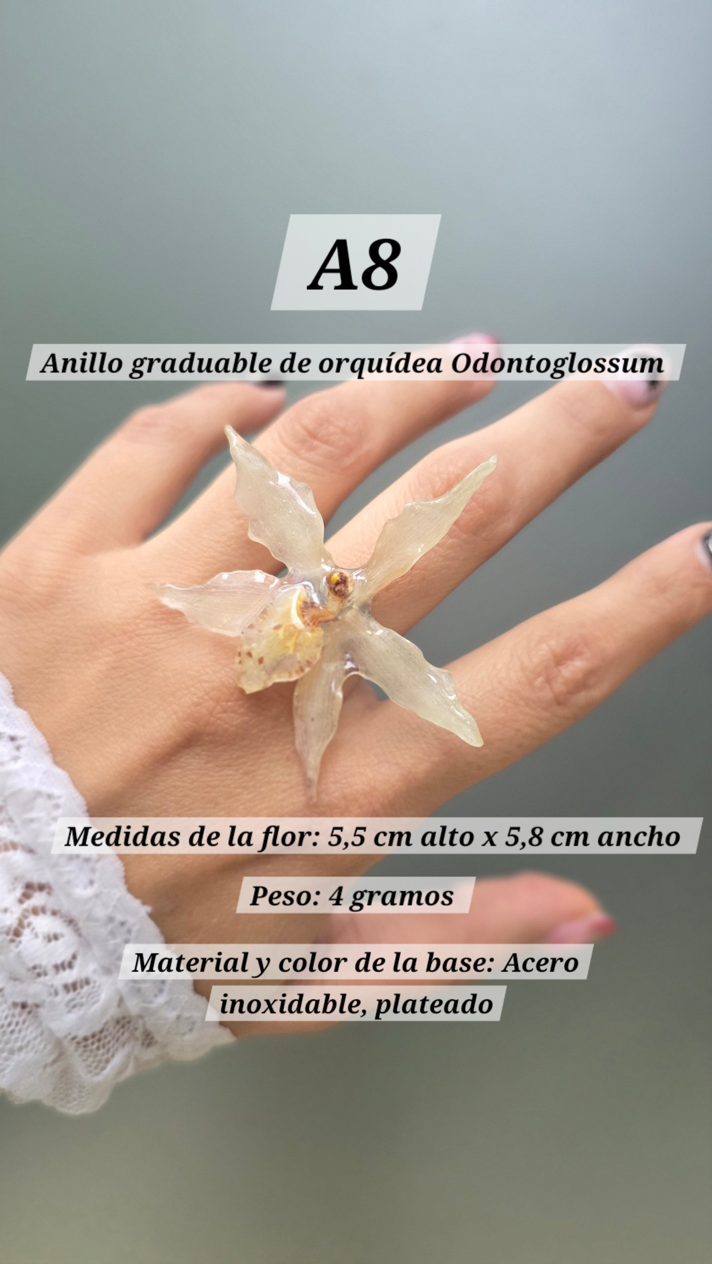 Anillos de orquídeas