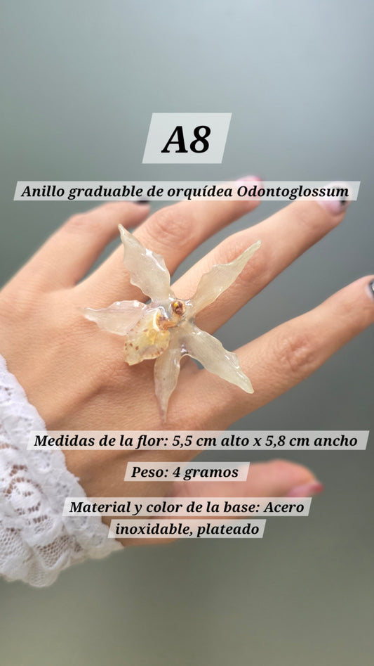 Anillos de orquídeas